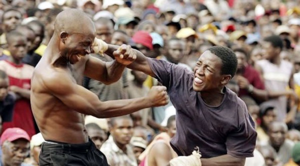 musangwe-fighting